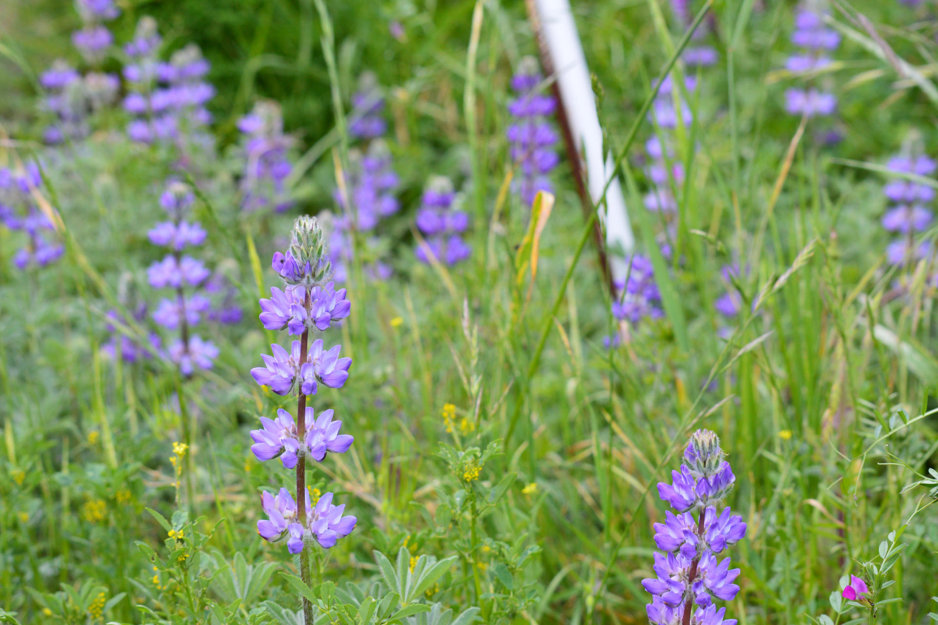 Purple Lupine