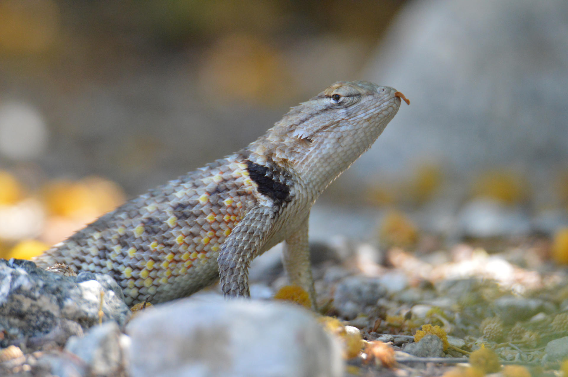 Cold-blooded Shoulder