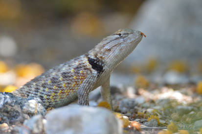 Cold-blooded Shoulder