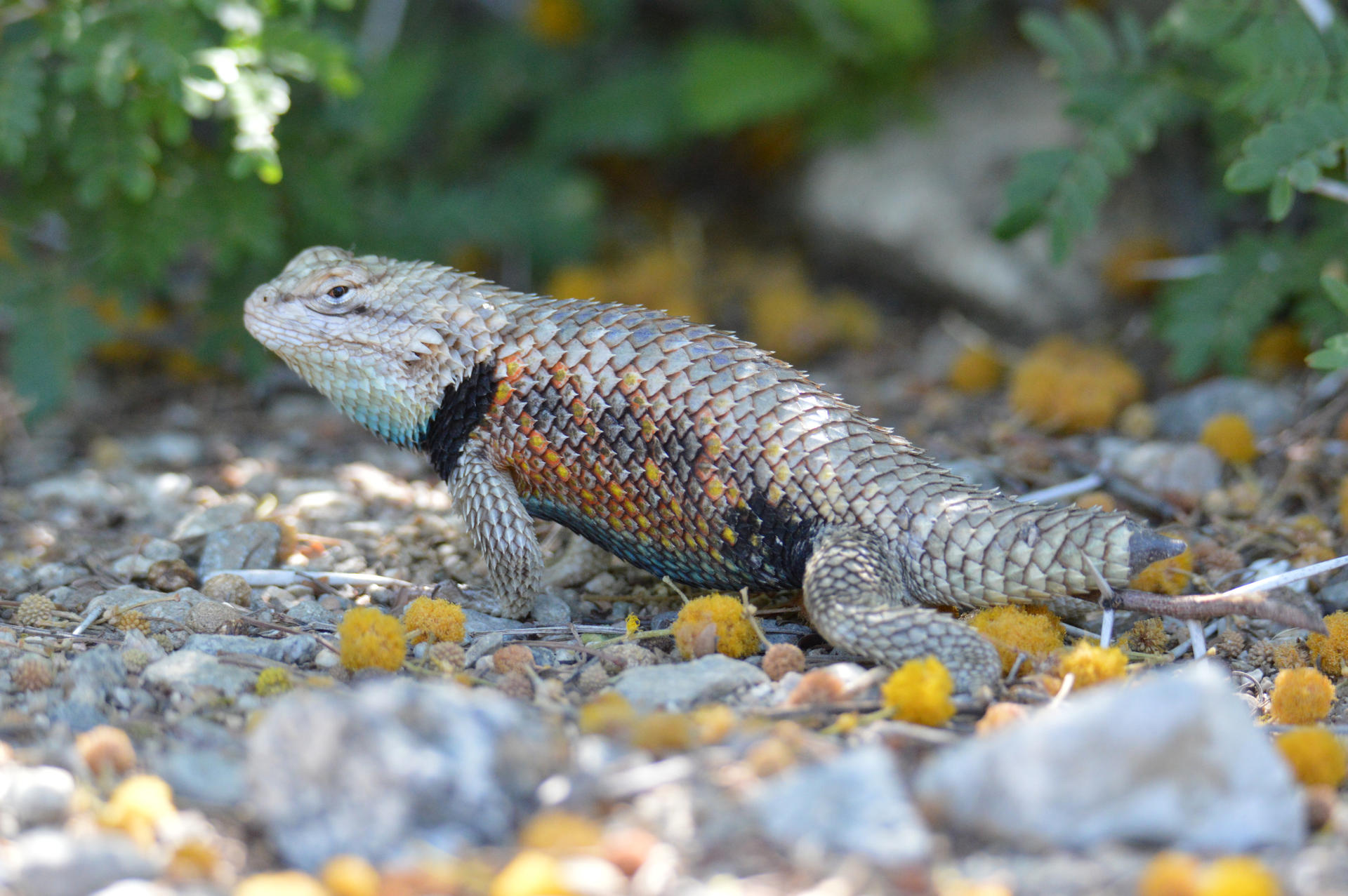 Mr. 'Stubby' Magister