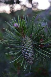 Twilight Pinecone