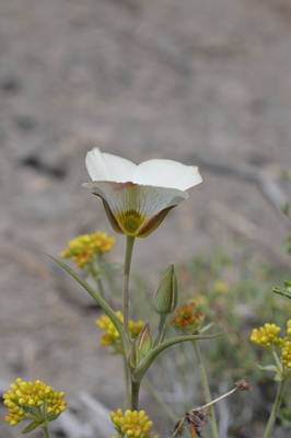 Lone Lilly