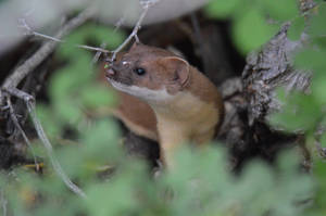 Nosey Weasel