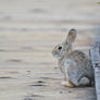 Little Cottontail