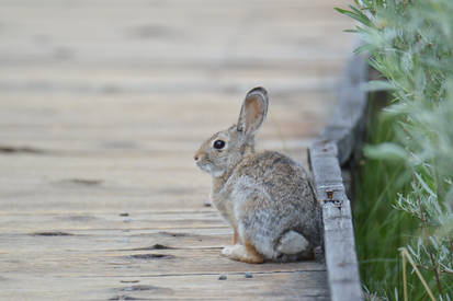 Little Cottontail