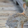 Cottontail Portrait