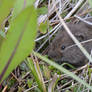 Meadow Mouse