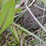 Hidden Vole