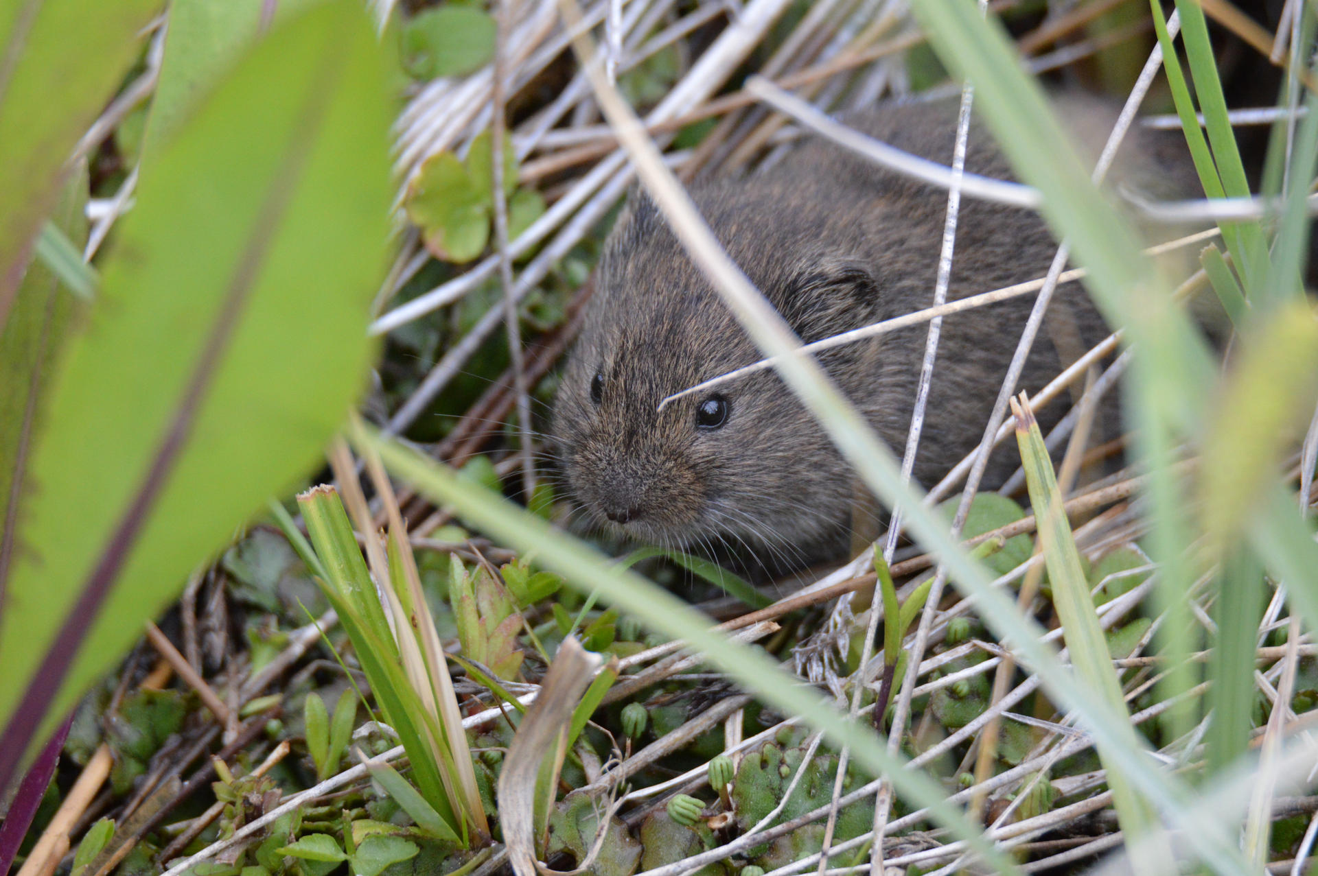 Hidden Vole