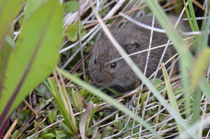 Hidden Vole