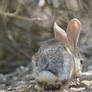 Cottontail