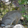 Desert Cottontail