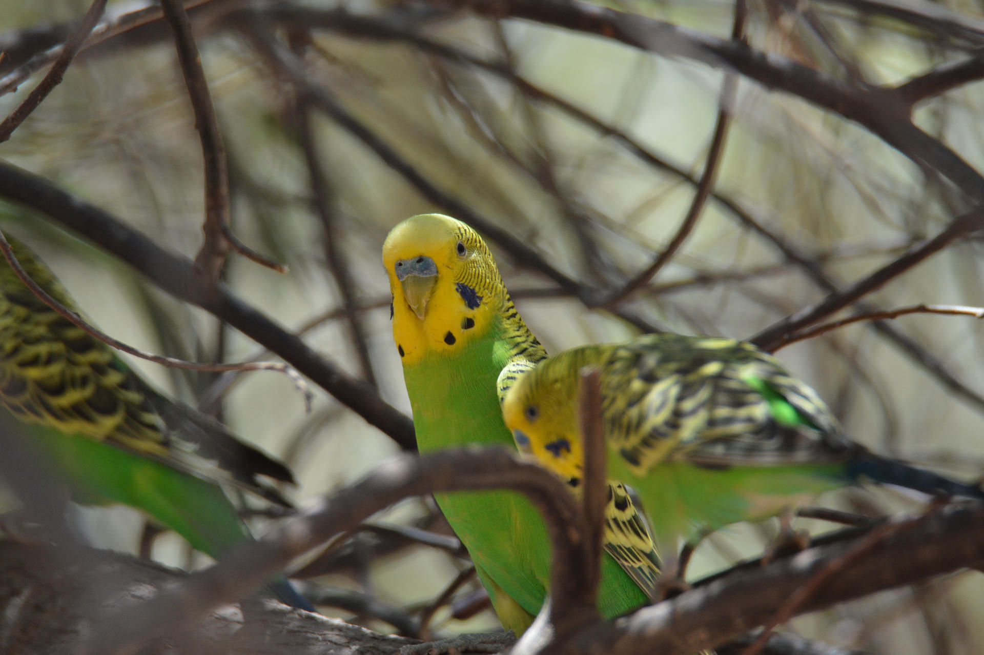 Couple of Budgies