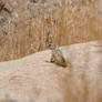 White-tailed Antelope Squirrel