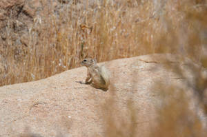 White-tailed Antelope Squirrel