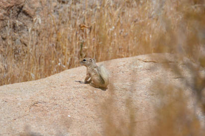 White-tailed Antelope Squirrel