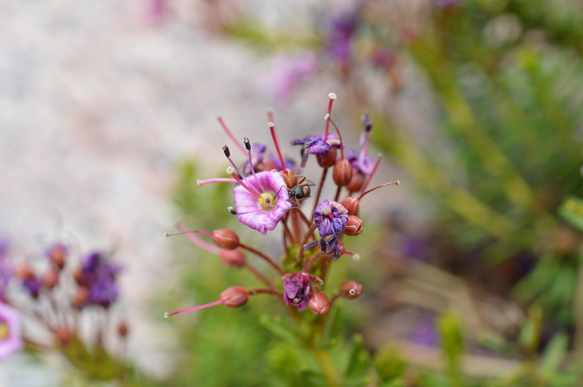 A Flower and a Friend