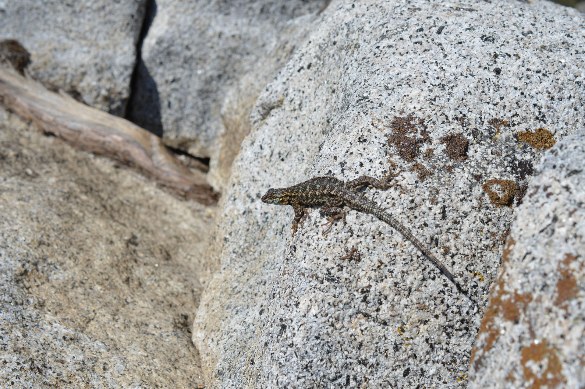 Rock (fence) Lizard