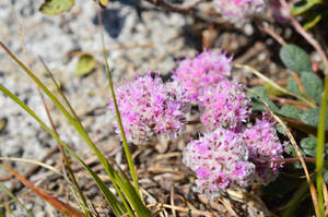 One-seeded Pussypaws