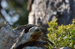 Fox Sparrow