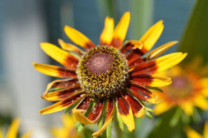 A Summer Delight