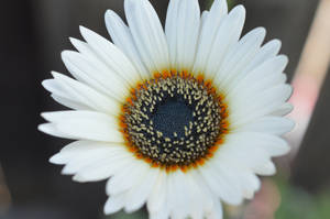 Darling Daisy