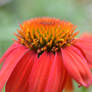 Vibrant Red