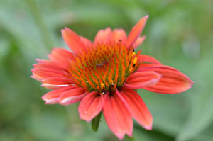 Coneflower