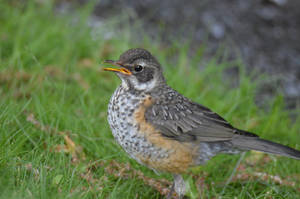 Juvenile Robin