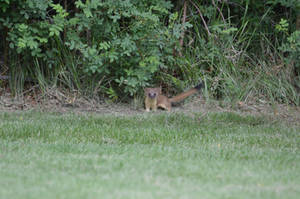 Gotcha!