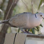 Collared Dove