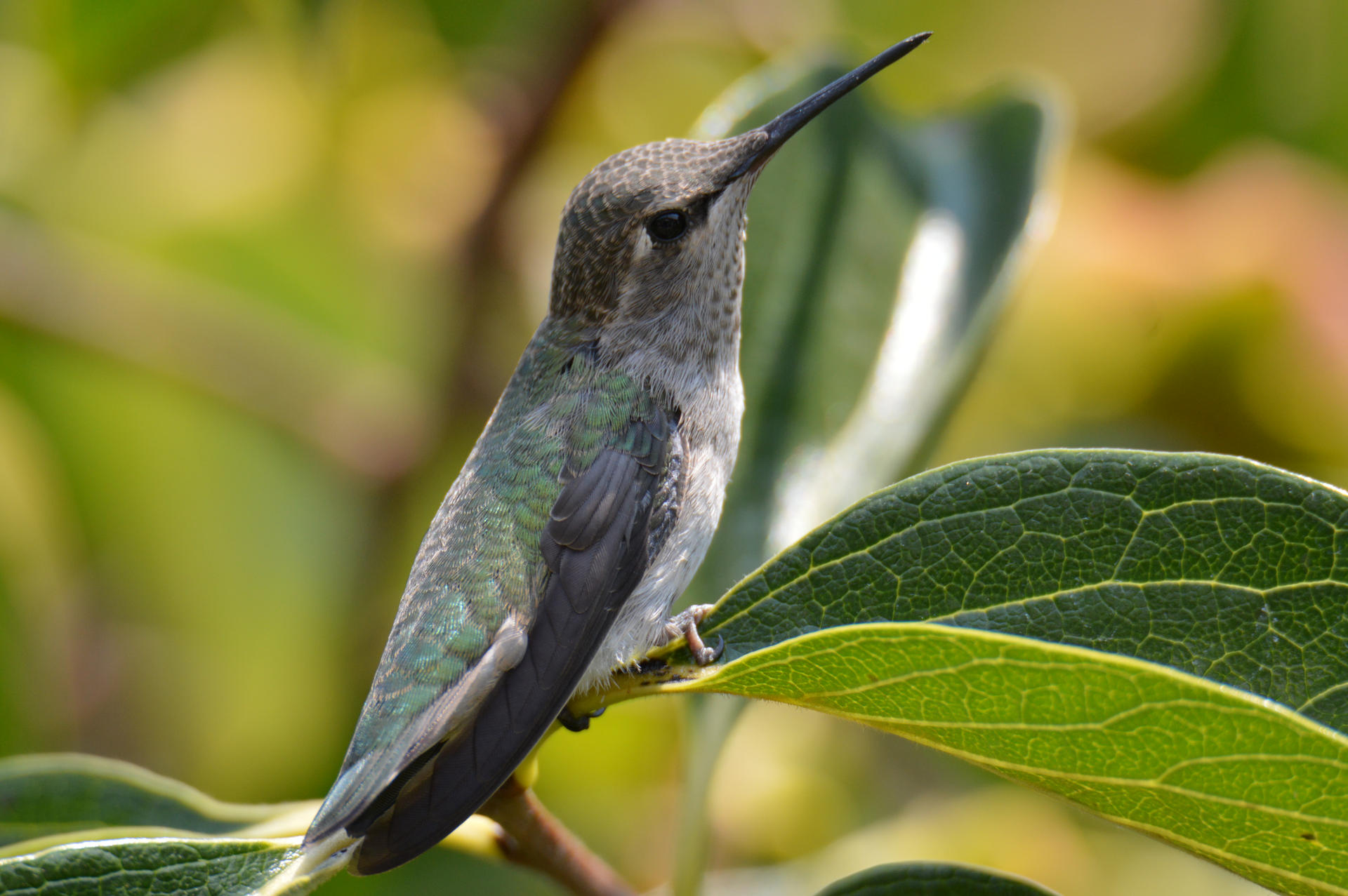 Portrait of a Hummingbird