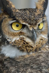 Owl Portrait