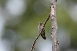 Show Off the Red Scales