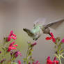 Hummingbird x Salvia