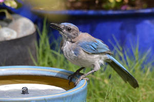 Some More Scrub Jay