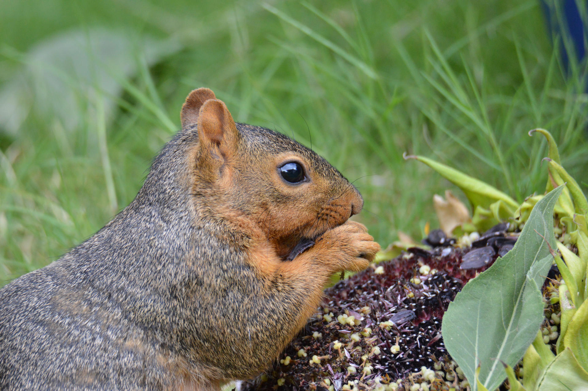 Sunflower Snack