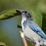 Scrub Jay Portrait