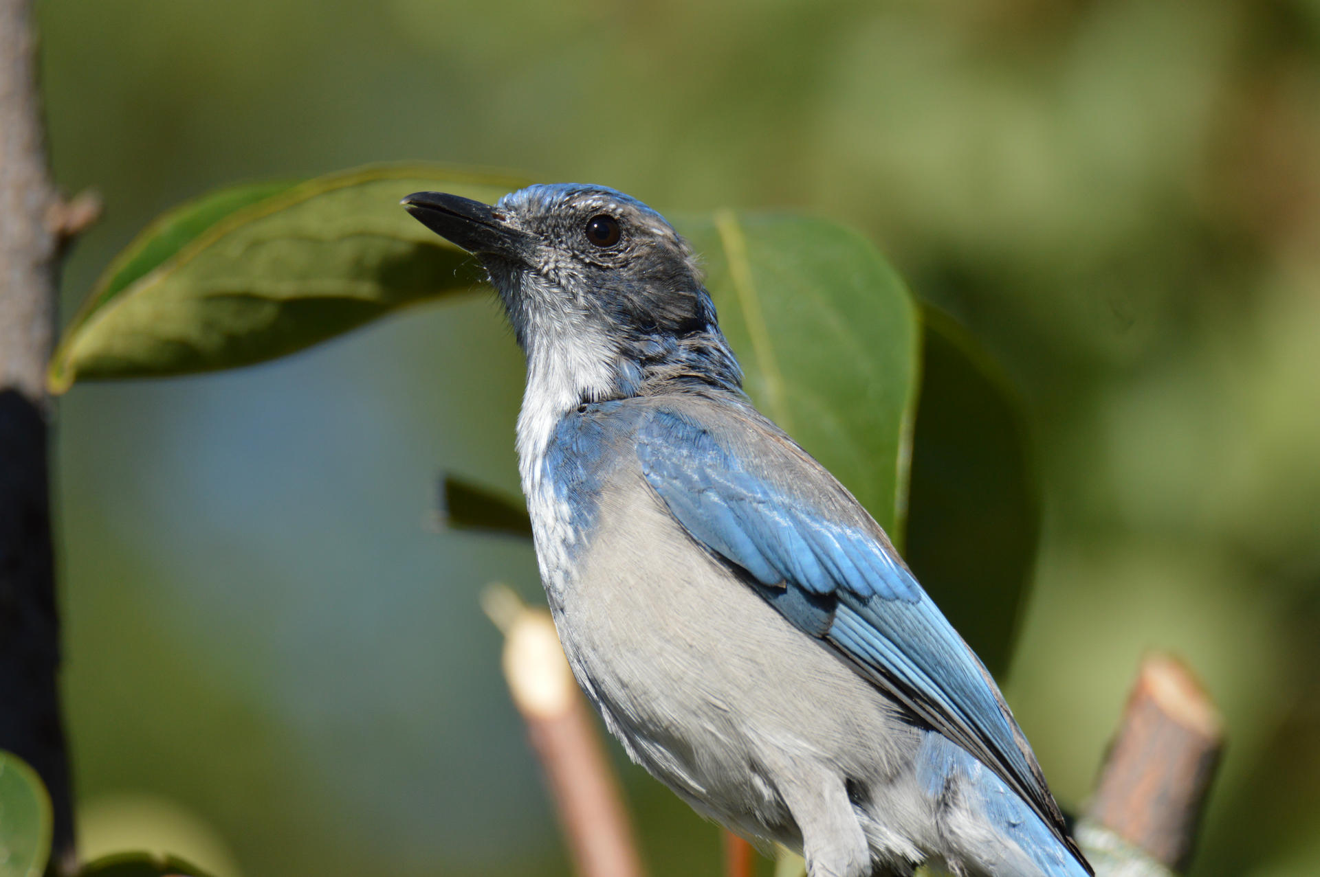 Scrub Jay Portrait