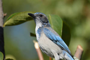 Scrub Jay Portrait