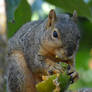 Squirrel x Unripe Persimmon
