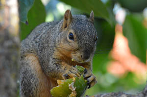 Squirrel x Unripe Persimmon