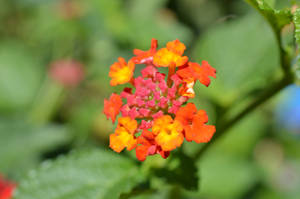 Budding Lantana