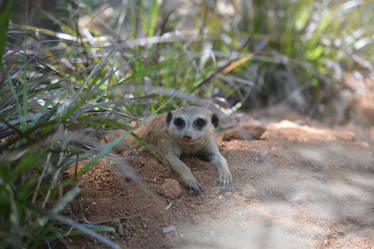 Curious Meerkat