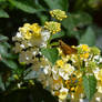 Skipper x Lantana