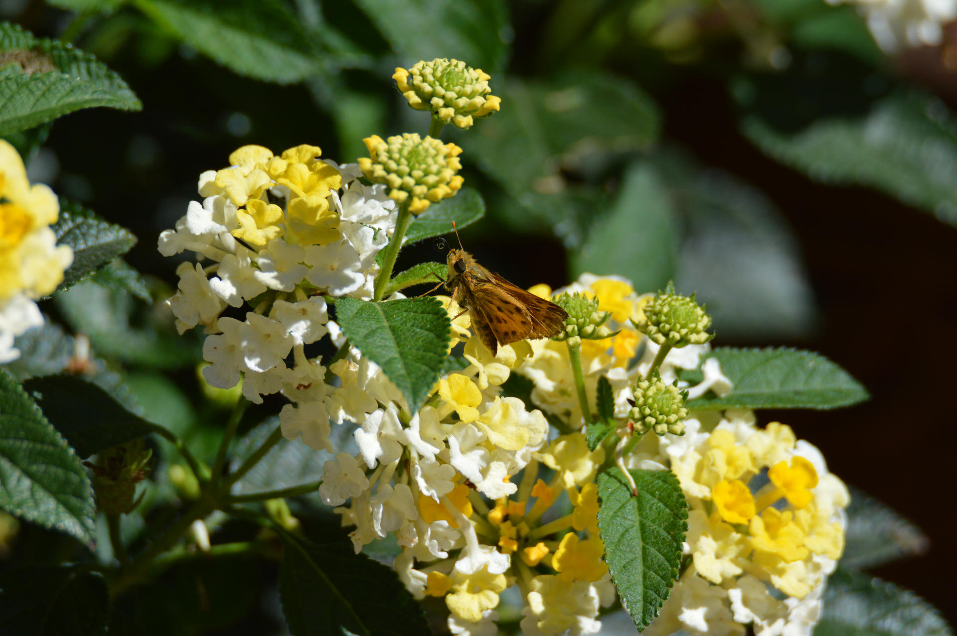 Skipper x Lantana