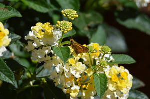 Skipper x Lantana