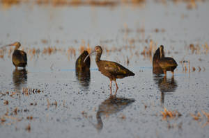 Flock of Ibis