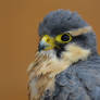 Falcon Portrait