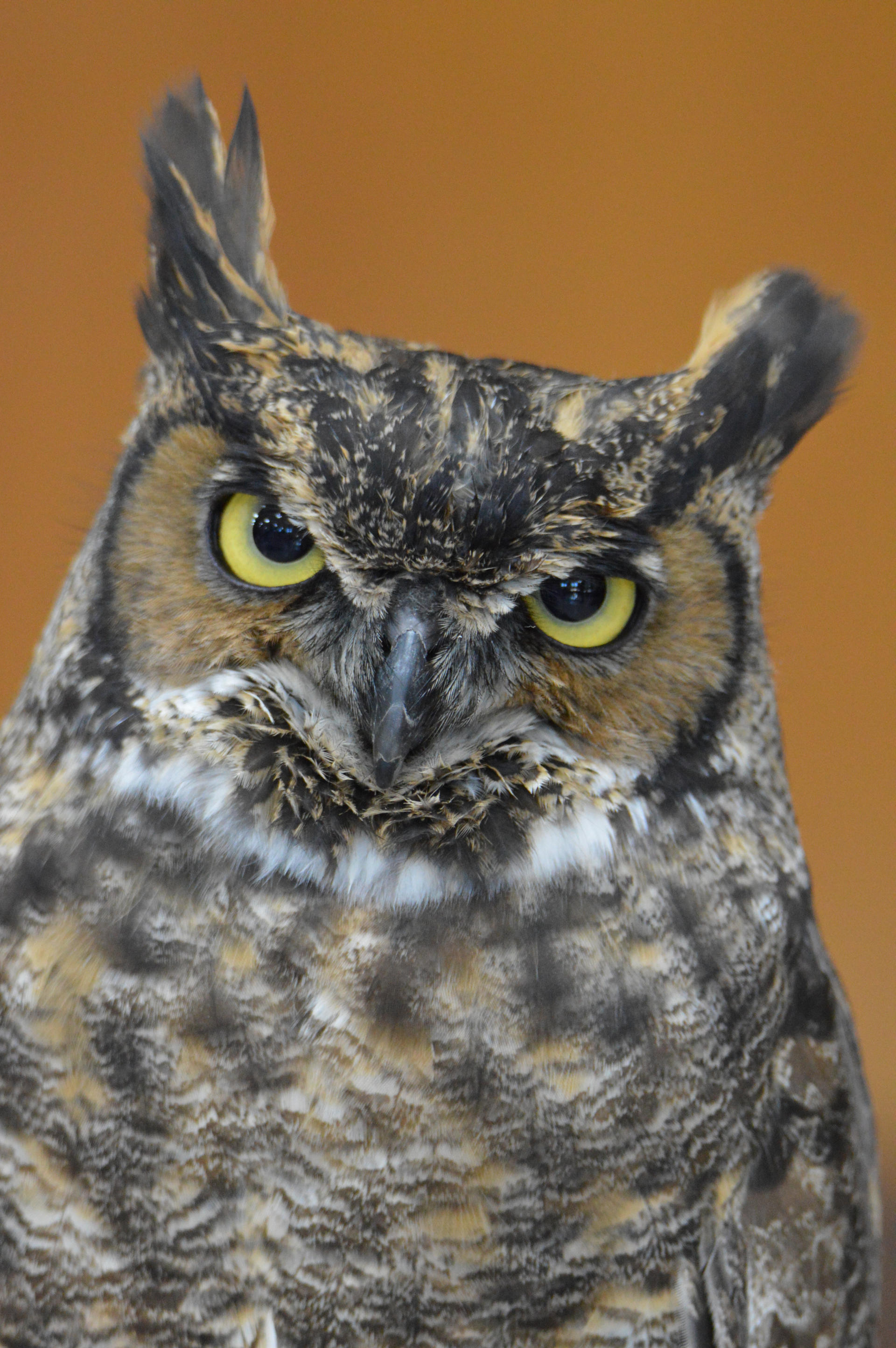 Great Horned Portrait